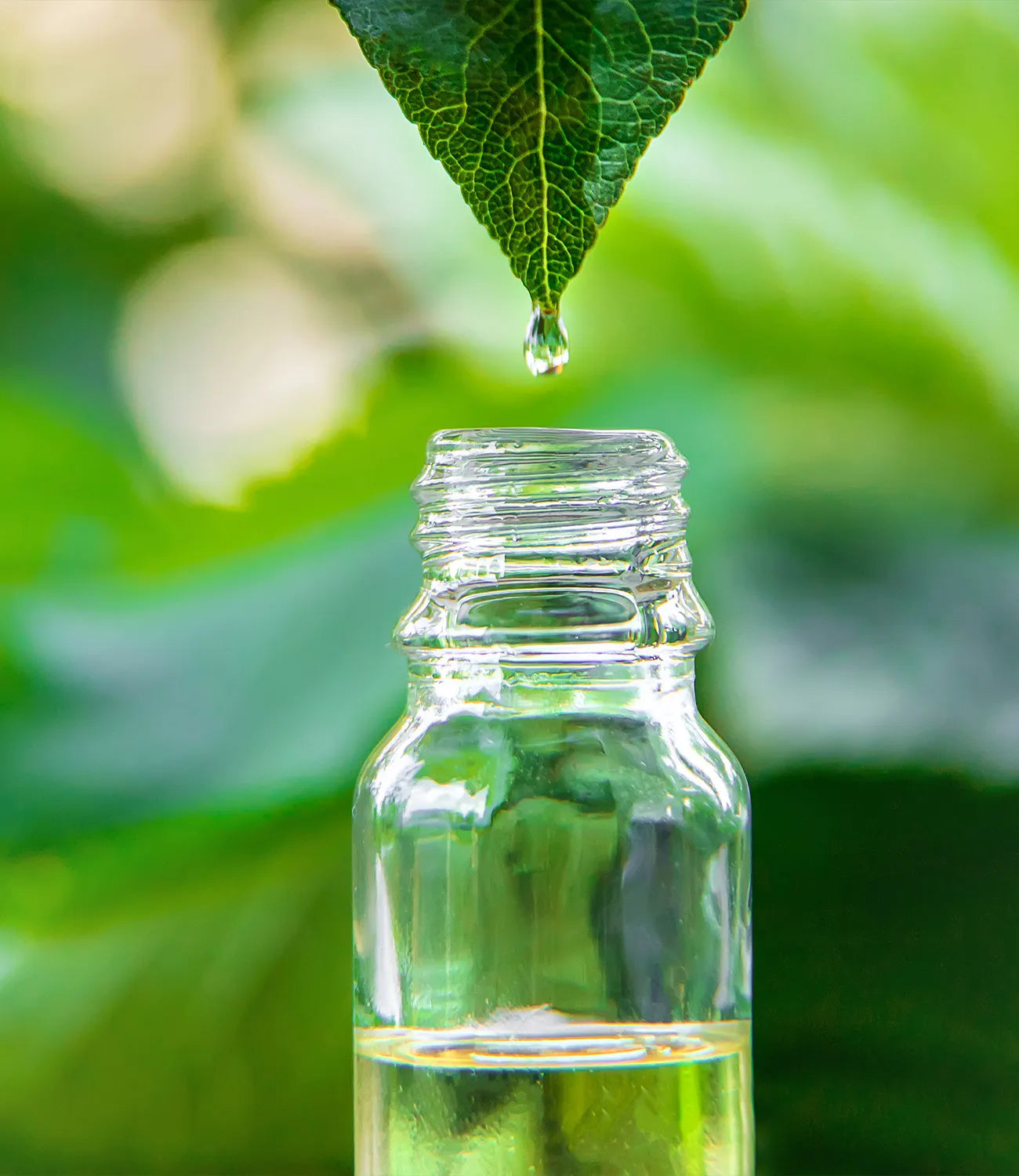 tea tree oil benefits for hair