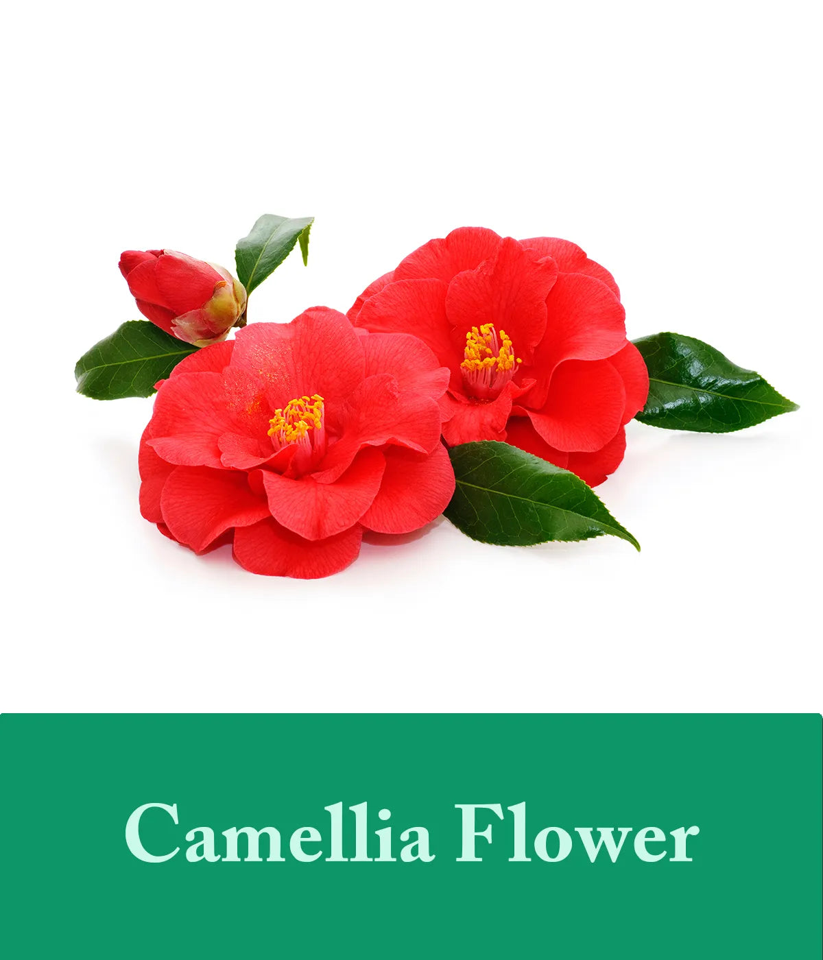 camellia flower in tea tree conditioner