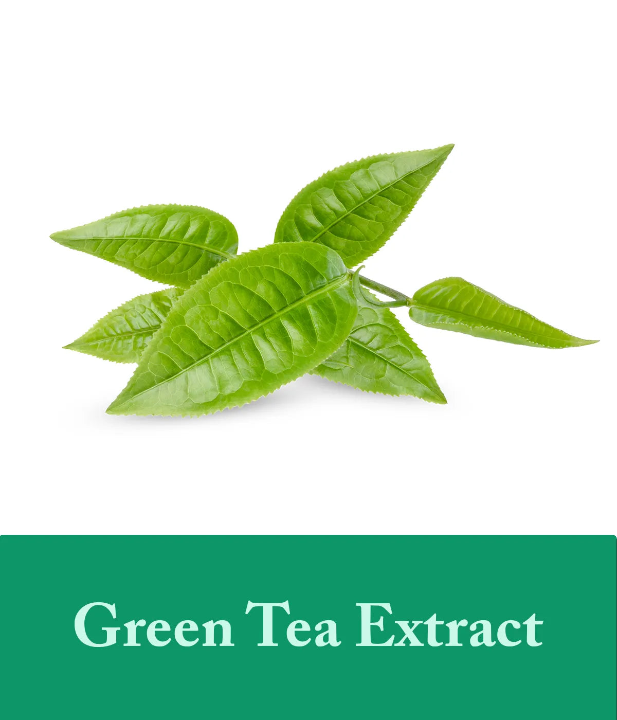green tea extract in tea tree oil conditioner