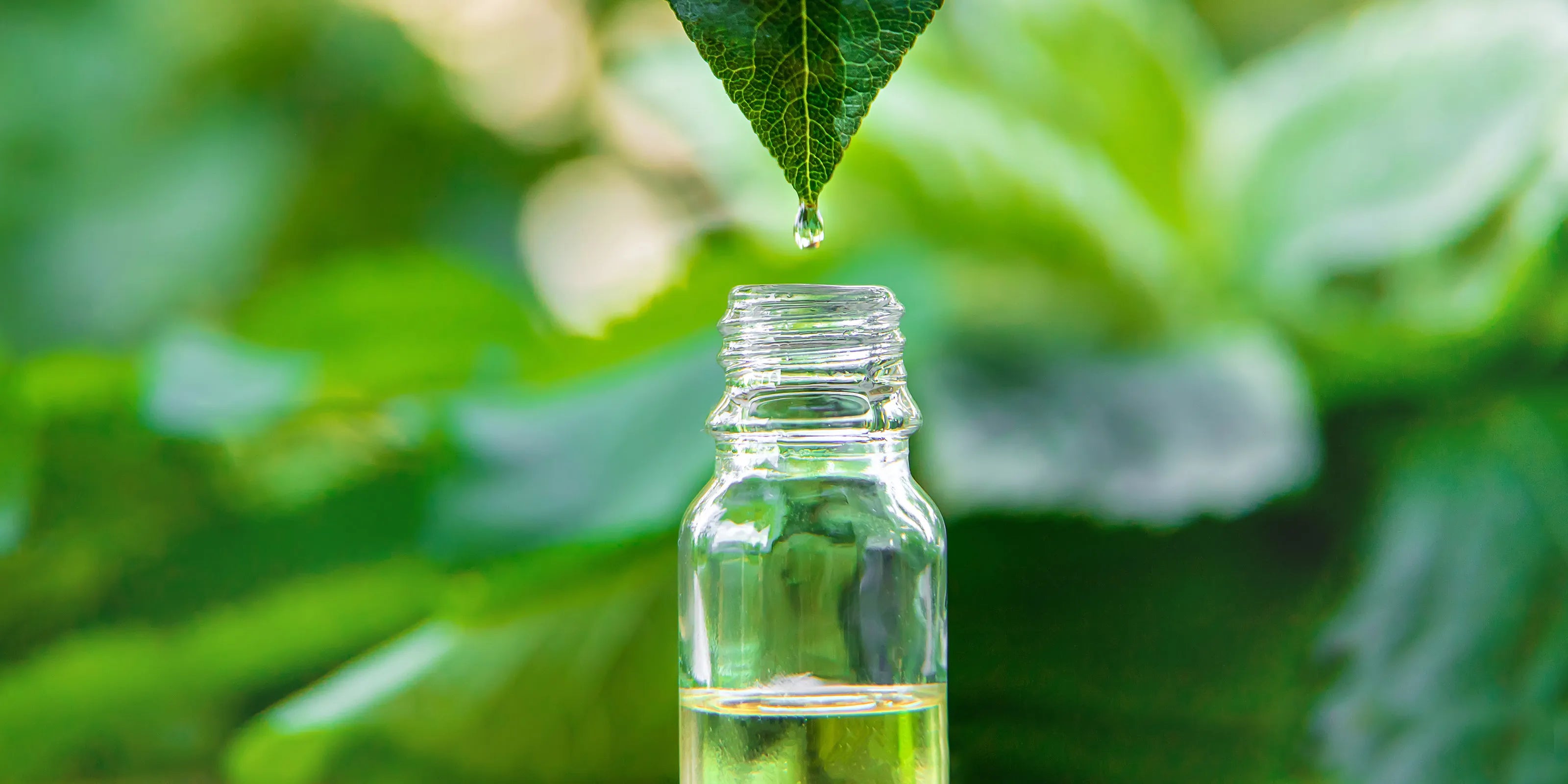 Tea tree oil hair