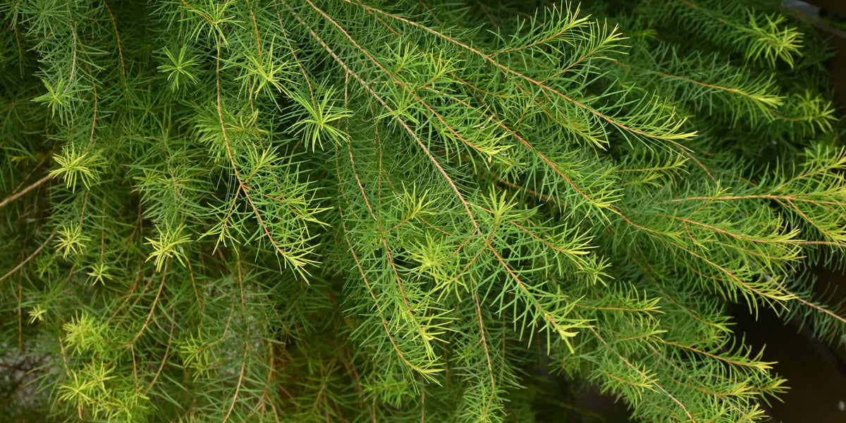 leaves of Melaleuca alternifolia for tea tree oil