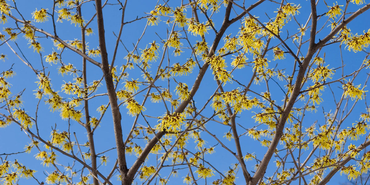 witch hazel blooming